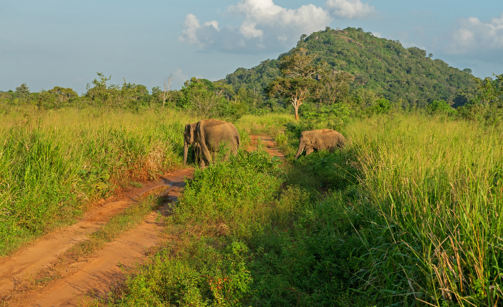Habarana Village Safari & Bullock Cart Ride