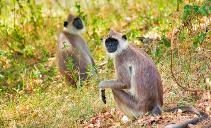 Kaudulla National Park