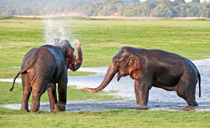Minneriya National Park Safari