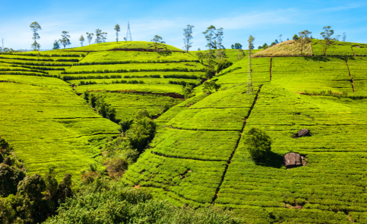 Ceylon Tea & Handicrafts