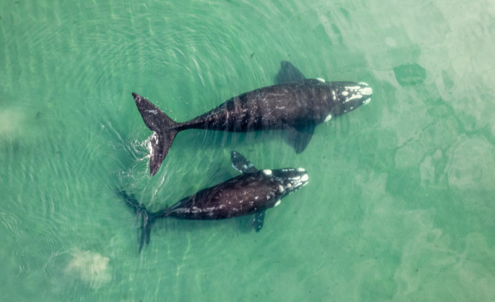 Sri lanka Whale Watching